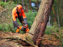 Trusted Villa Rica, GA Tree Services Experts