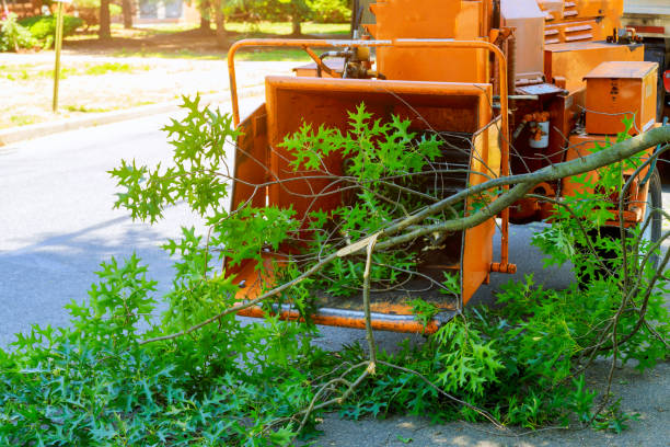 Best Firewood Processing and Delivery  in Villa Rica, GA