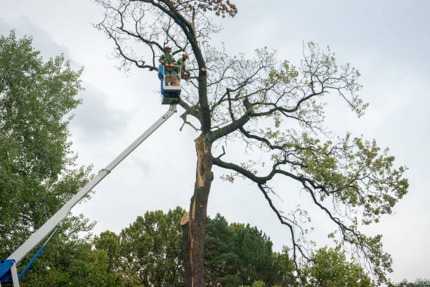 Best Storm Damage Tree Cleanup  in Villa Rica, GA
