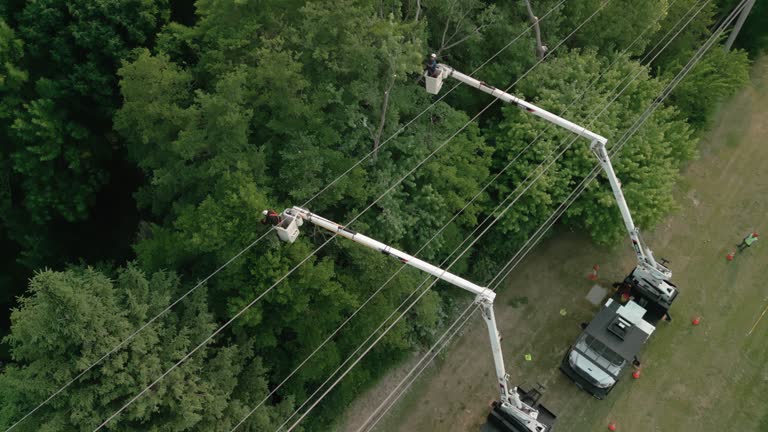 How Our Tree Care Process Works  in  Villa Rica, GA