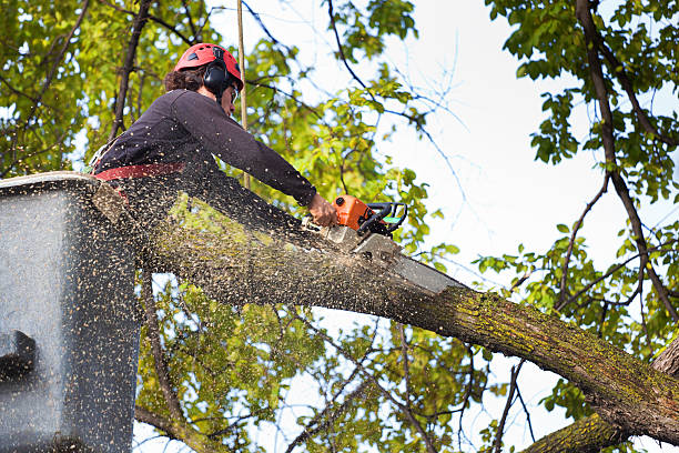 Best Hedge Trimming  in Villa Rica, GA